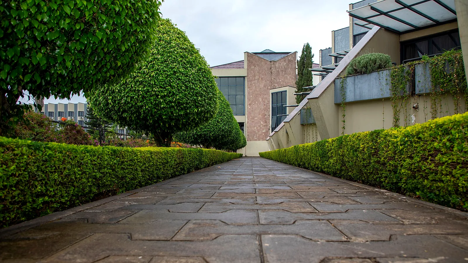 A neatly clipped hedge-lined path leading through a tidy garden