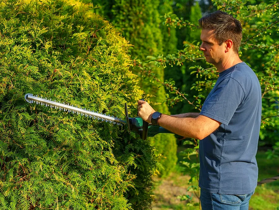 Hedge being trimmed with a powered trimmer